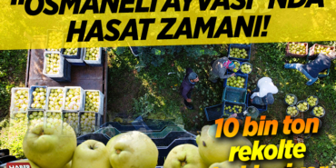AYVA