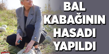 BAL KABAĞININ HASADI YAPILDI