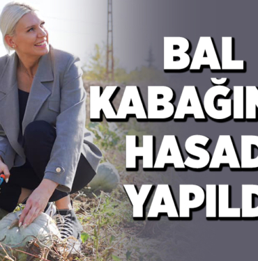 BAL KABAĞININ HASADI YAPILDI