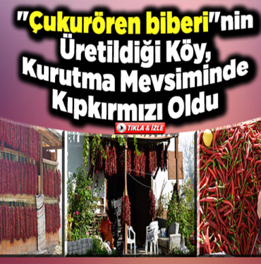Cukuroren-biberi