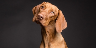 Köpek sahiplenme