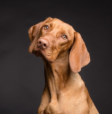 Köpek sahiplenme