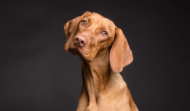 Hangi Köpek Irkı Yaşam Tarzınıza En Uygun? Köpek Sahiplenmek İsteyenlere Tavsiyeler