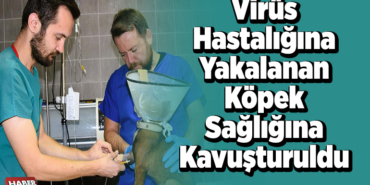 Virüsü hastalığına yakalanan köpek sağlığına kavuşturuldu