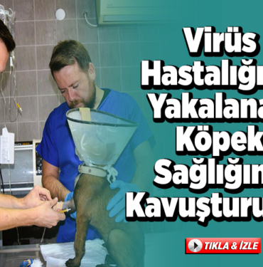 Virüsü hastalığına yakalanan köpek sağlığına kavuşturuldu
