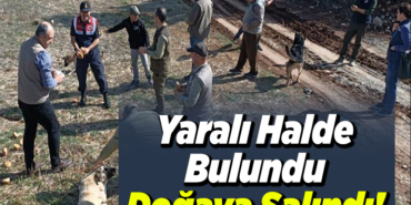Yaralı Halde Bulundu Doğaya Salındı!
