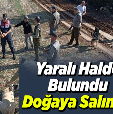 Yaralı Halde Bulundu Doğaya Salındı!