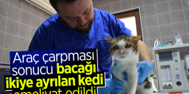 kedi