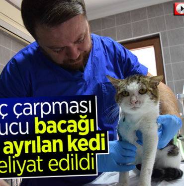 kedi