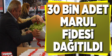 30 BİN ADET MARUL FİDESİ DAĞITILDI