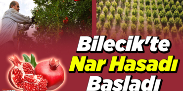 Bilecik'te Üreticiler Nar Hasada Başladı