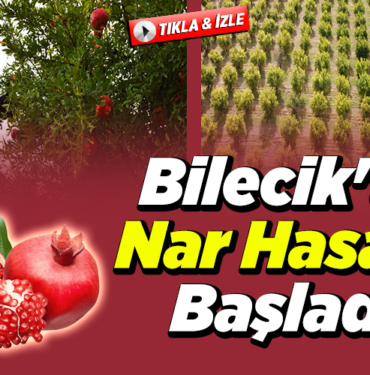 Bilecik'te Üreticiler Nar Hasada Başladı