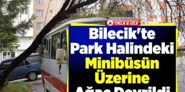 Bilecik'te park halindeki minibüsün üzerine ağaç devrildi