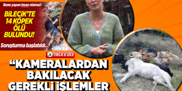 köpek ölü bulundu