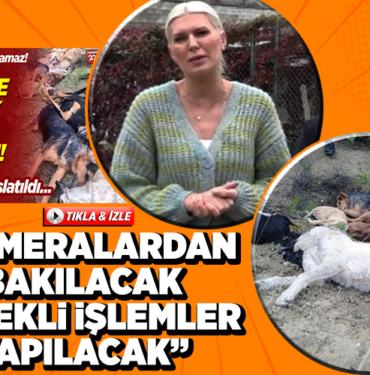 köpek ölü bulundu