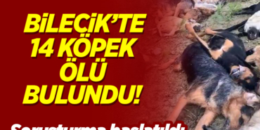 köpekler