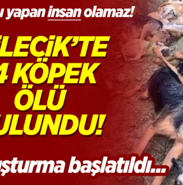 köpekler