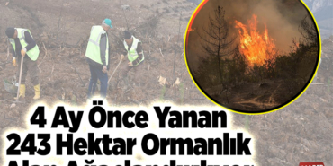 4 ay önce yanan 243 hektar ormanlık alan ağaçlandırılıyor