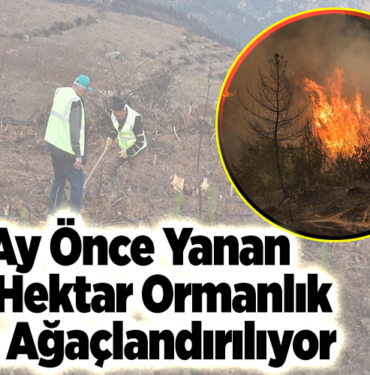 4 ay önce yanan 243 hektar ormanlık alan ağaçlandırılıyor