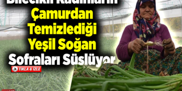 Bilecikli kadınların çamurdan temizlediği yeşil soğan sofraları süslüyor