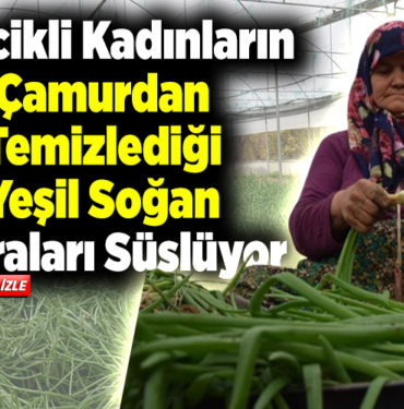 Bilecikli kadınların çamurdan temizlediği yeşil soğan sofraları süslüyor