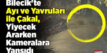 Bilecik'te ayı ve yavruları ile çakal yiyecek ararken kameralara yansıdı