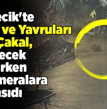 Bilecik'te ayı ve yavruları ile çakal yiyecek ararken kameralara yansıdı