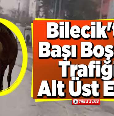 Bilecik'te başı boş at trafiği alt üst etti