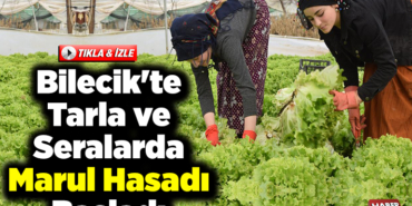 Bilecik'te tarla ve seralarda marul hasadı başladı