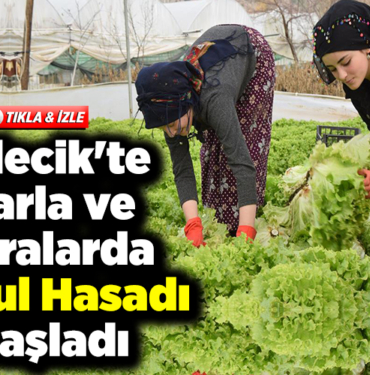 Bilecik'te tarla ve seralarda marul hasadı başladı
