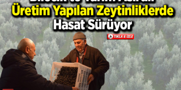Bilecik'te yarım asırdır üretim yapılan zeytinliklerde hasat sürüyor