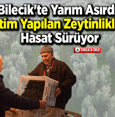 Bilecik'te yarım asırdır üretim yapılan zeytinliklerde hasat sürüyor