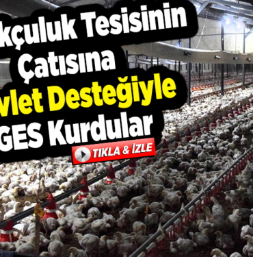 Tavukçuluk tesisinin çatısına devlet desteğiyle GES kurdular