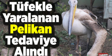 Tüfekle yaralanan pelikan tedaviye alındı