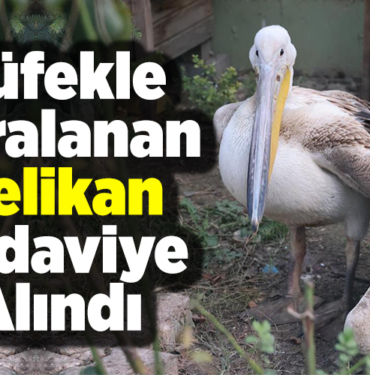 Tüfekle yaralanan pelikan tedaviye alındı