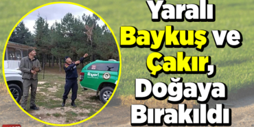 Yaralı baykuş ve çakır doğaya bırakıldı