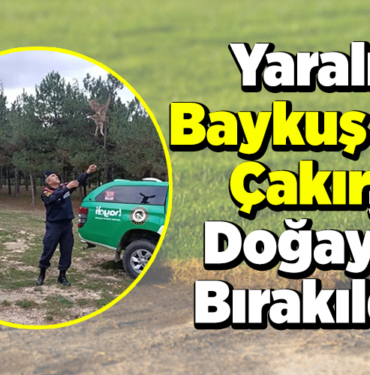 Yaralı baykuş ve çakır doğaya bırakıldı