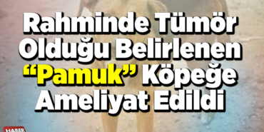 köpeğe ameliyat edildi