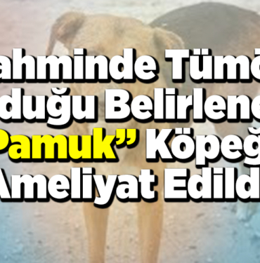 köpeğe ameliyat edildi