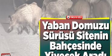 Bilecik'te yaban domuzu sürüsü sitenin bahçesinde yiyecek aradı