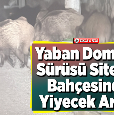 Bilecik'te yaban domuzu sürüsü sitenin bahçesinde yiyecek aradı