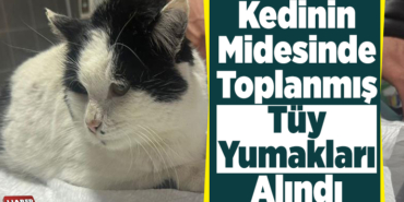Kedinin midesinde toplanmış tüy yumakları alındıI