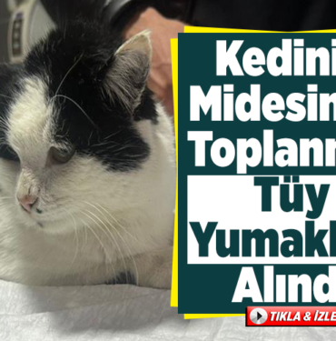 Kedinin midesinde toplanmış tüy yumakları alındıI