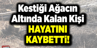Kestiği ağacın altında kalan kişi öldü
