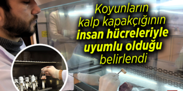 koyunlar