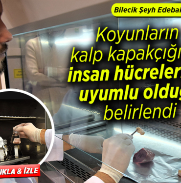 koyunlar