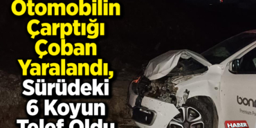 Otomobilin çarptığı çoban yaralandı, sürüdeki 6 koyun telef oldu