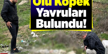 ölü olarak bulunan Köpek yavruları