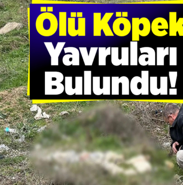 ölü olarak bulunan Köpek yavruları