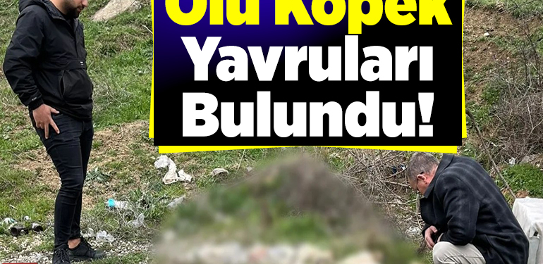 Ölü köpek yavruları bulundu!
